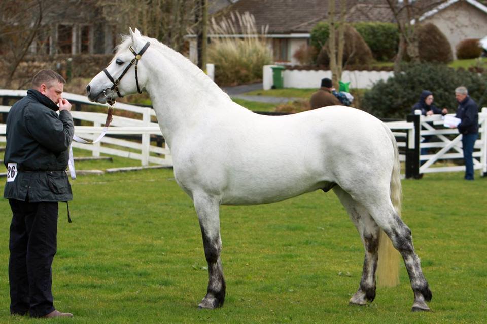 Connemara Pony